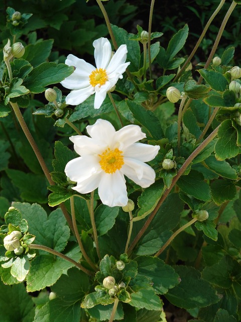 0831 秋明菊