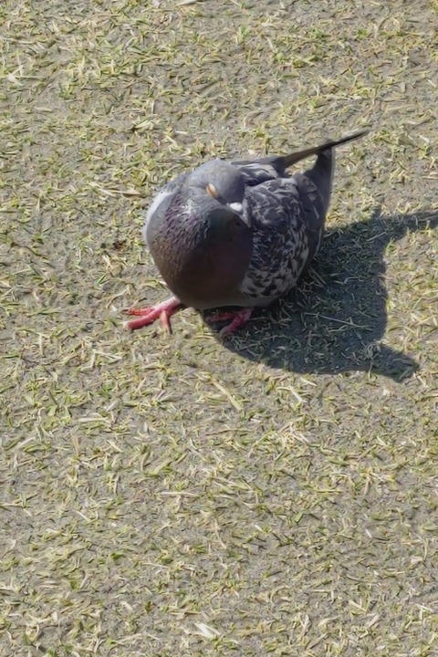 0331 ハト