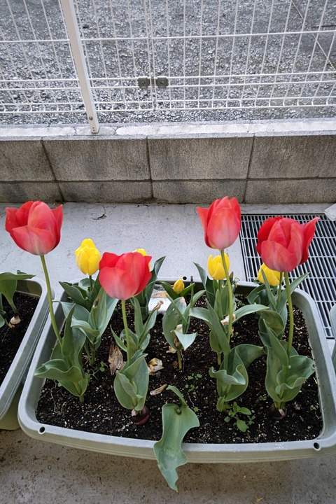 0329　チューチップ