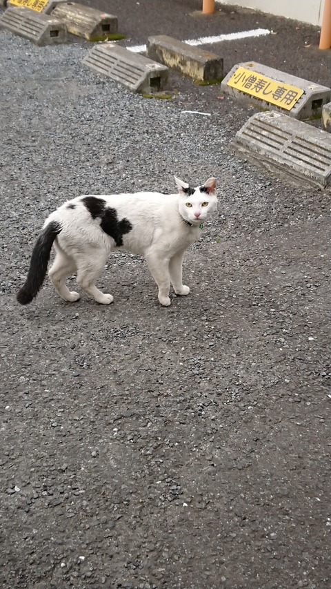 0425　猫
