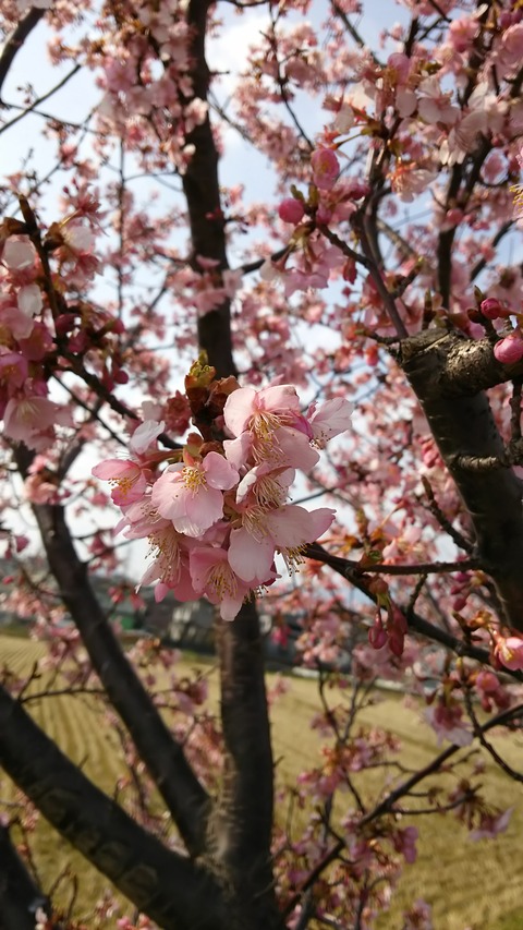 0229 桜