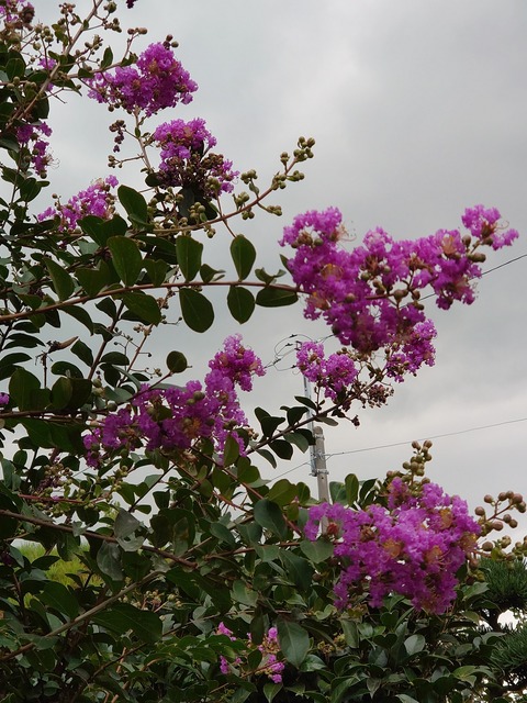 0825　百日紅の花