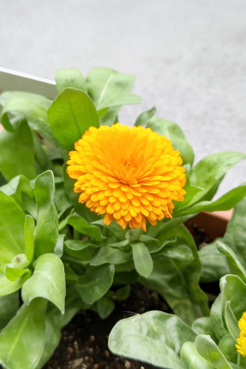 1223　キンセンカ