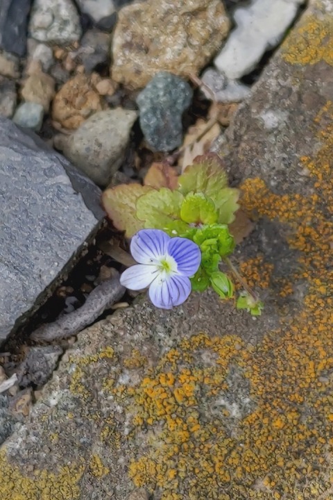 0330 オオイヌノフグリ