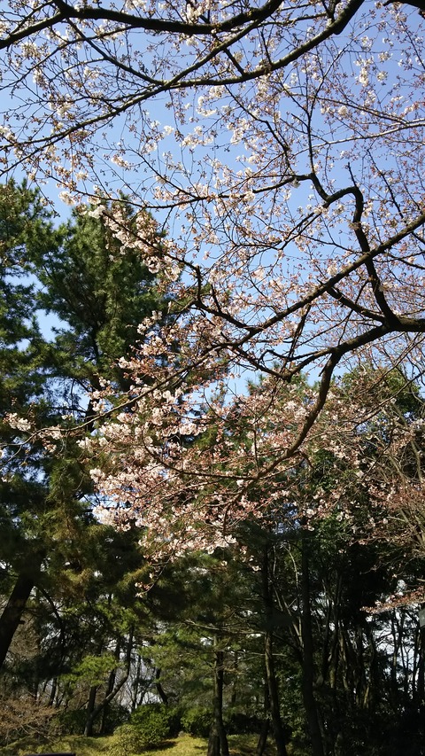 0328 桜