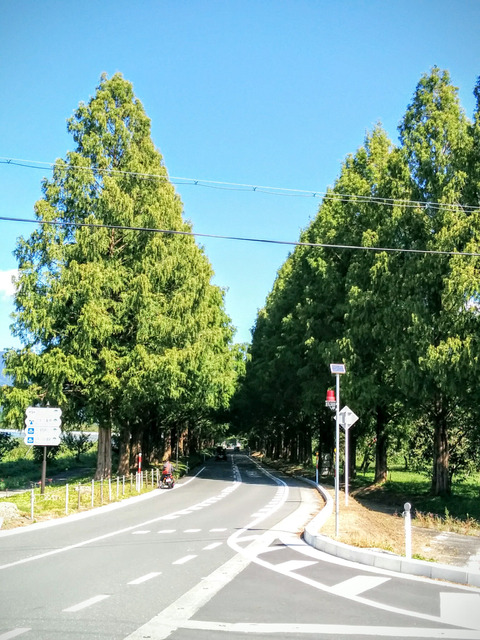 メタセコイア並木