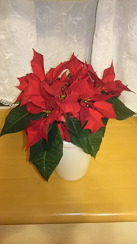 1129　ポインセチア