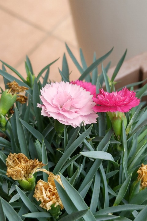 0828 カーネーション