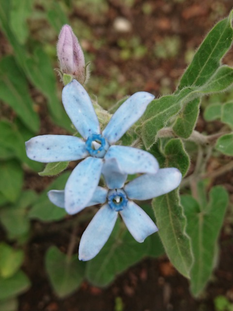 0726　ブルースター