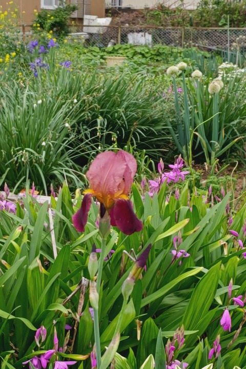 0527　ドイツアヤメ