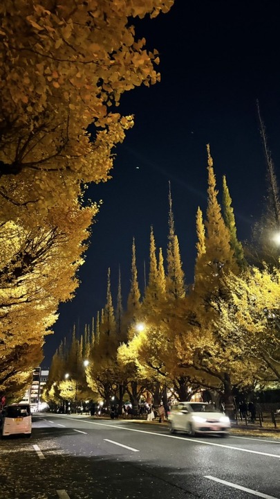 1125　いちょう並木