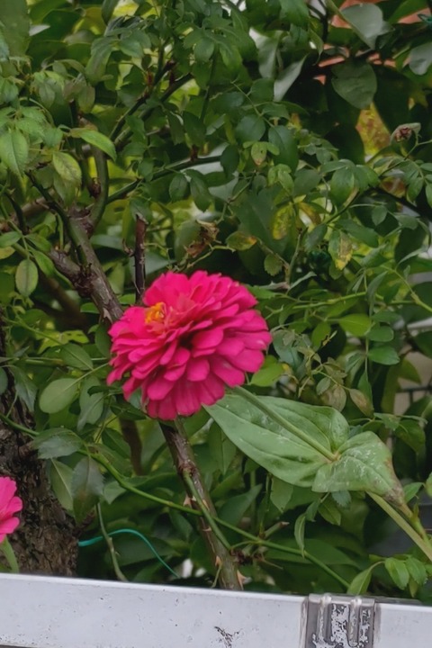 0929　ヒャクニチソウ