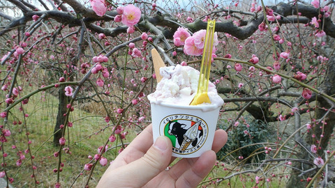 ブルーベリーソフト