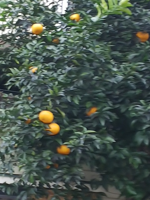0127　みかん