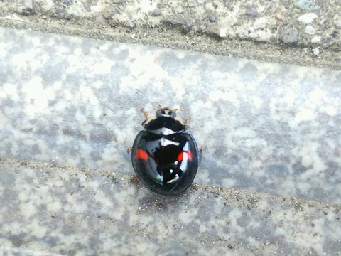 0527　てんとう虫