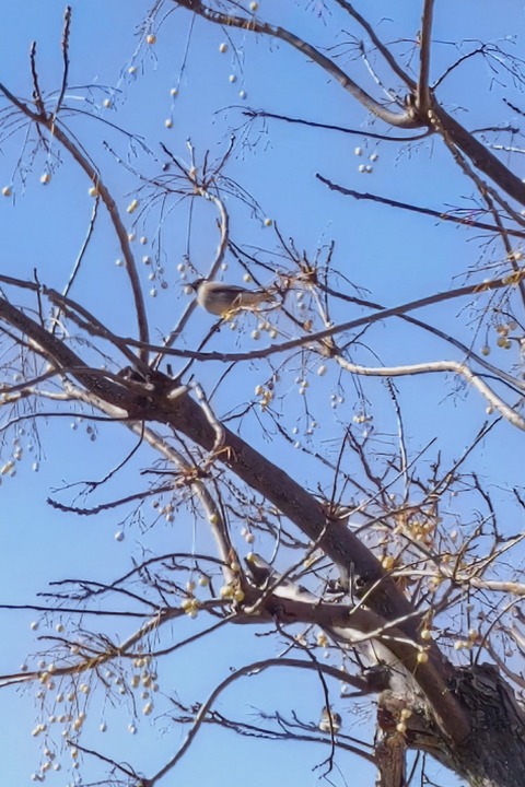 0222　ズグロムシクイ