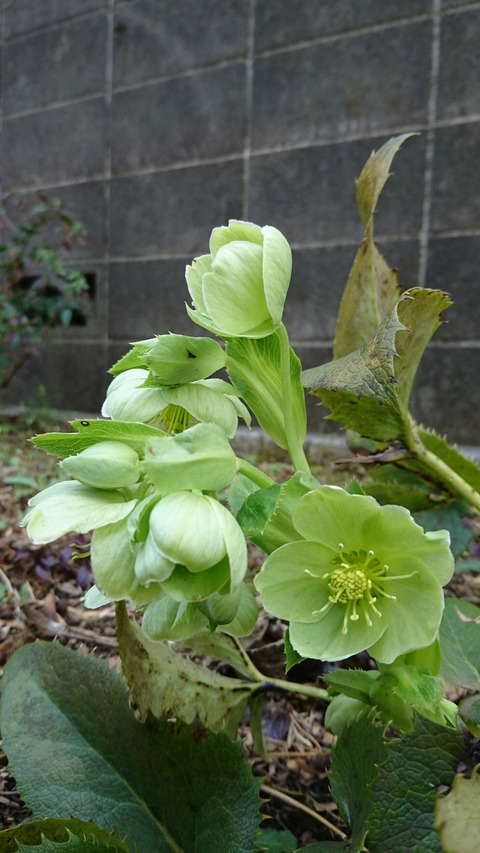 0327　クリスマスローズ