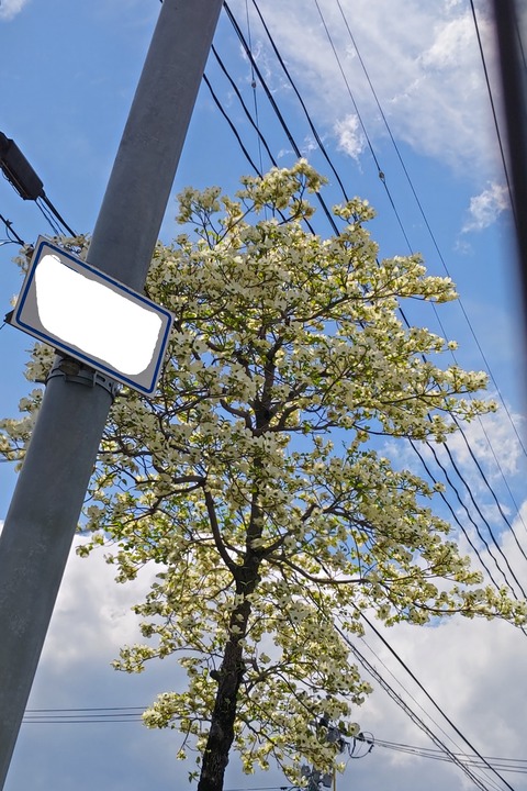 0526　ハナミズキ