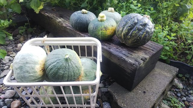 突然変異 異型カボチャ 栗みやこ 収穫 玉津農園 突然変異 異型カボチャ 栗みやこ 収穫 玉津農園