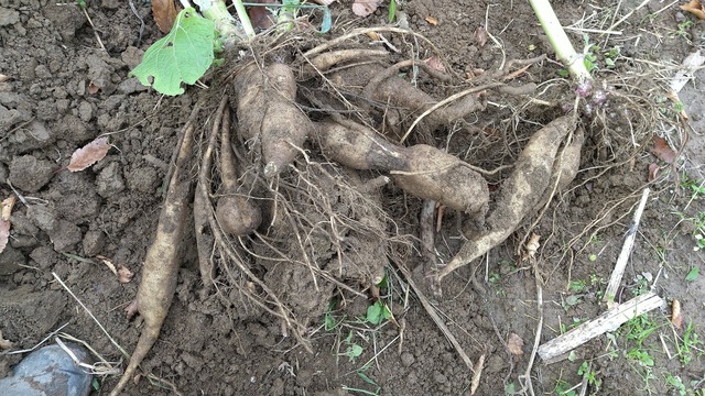 ヤーコン収穫 玉津農園