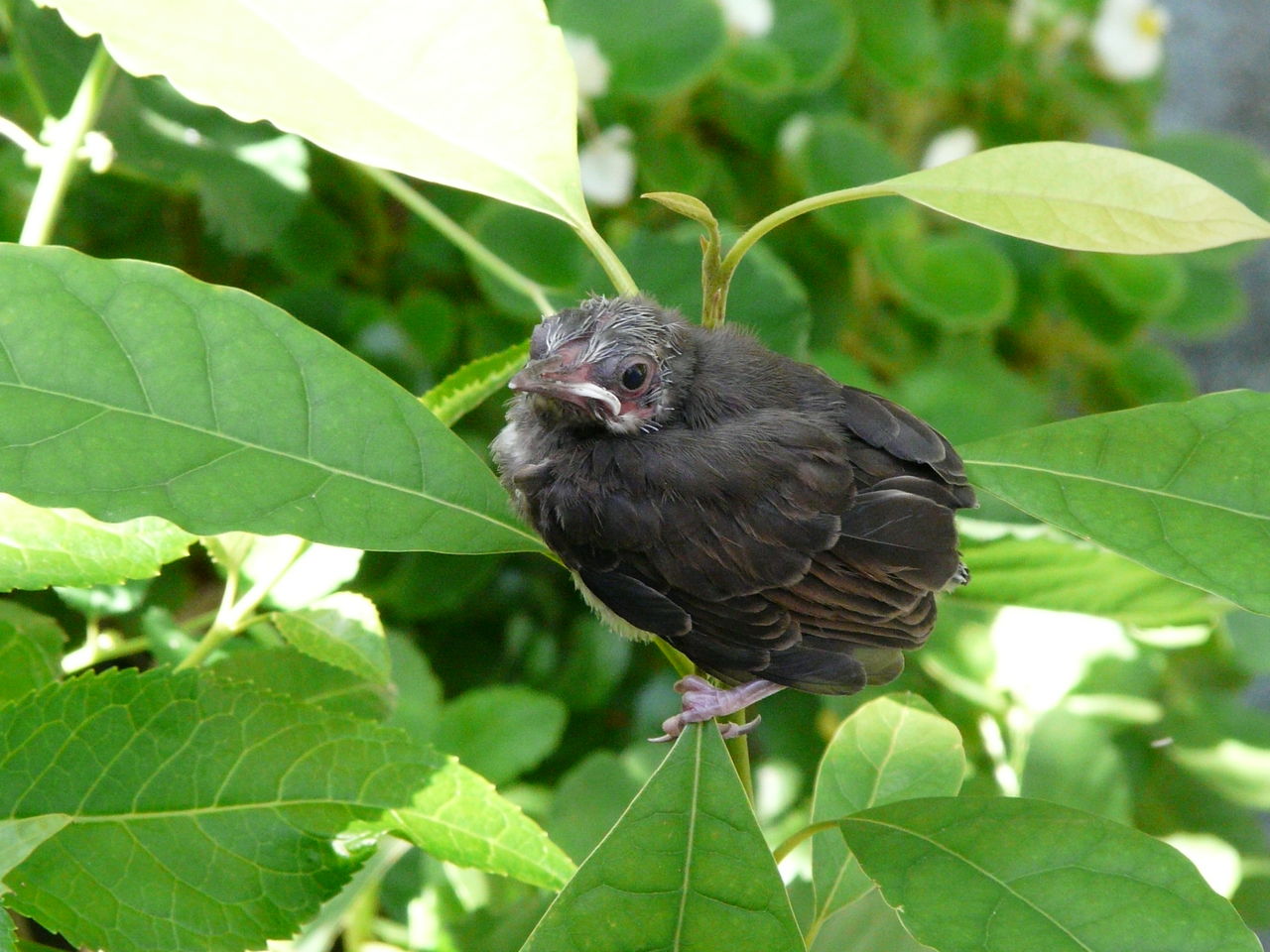 ヒヨドリの雛 カオリンおじさんのひとりごと
