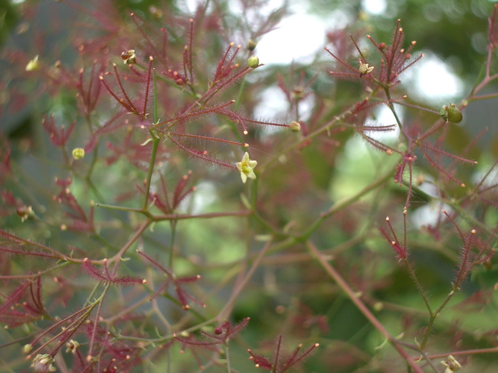 スモークツリー その2 弘前城植物園 スモークツリー その2 弘前城植物園