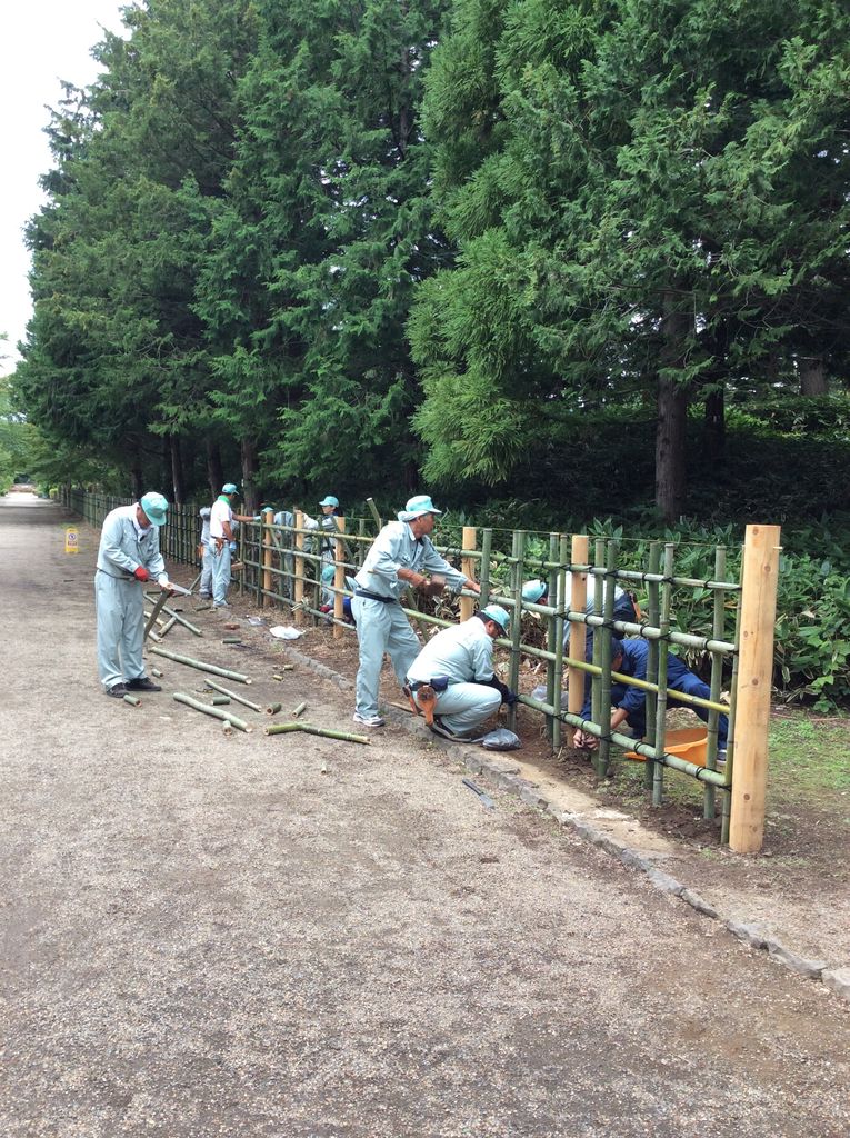竹垣修理 続編 弘前城植物園 竹垣修理 続編 弘前城植物園