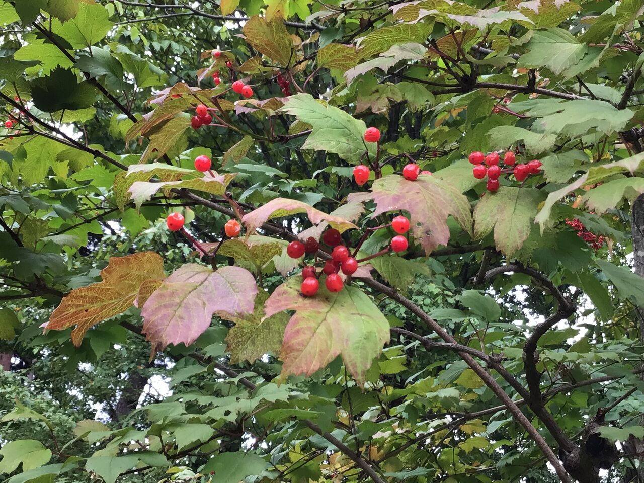 秋の木々の実 弘前城植物園