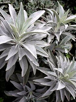 ホワイトセージ Flower Field 植花en