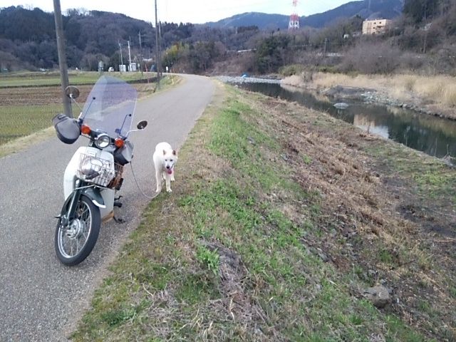 白い犬が河原の土手を駈けておりました 12キロメートルを走るのだと言います 新しい森の生活 新しい山麓生活 東京近郷の新しい田舎暮らし物語 白い犬が河原の土手を駈けておりました 12キロメートルを走るのだと言います 新しい森の生活 新しい山麓生活 東京近郷の新しい田舎暮らし物語