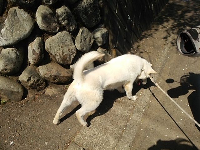 桜の花と白い犬は良く似合う 頭の大きな白い犬が 桜の下におりました 新しい森の生活 新しい山麓生活 東京近郷の新しい田舎暮らし物語 桜の花と白い犬は良く似合う 頭の大きな白い犬が 桜の下におりました 新しい森の生活 新しい山麓生活 東京近郷の新しい田舎暮らし物語