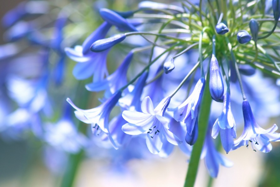 北海道 夏の花 がーらいふ