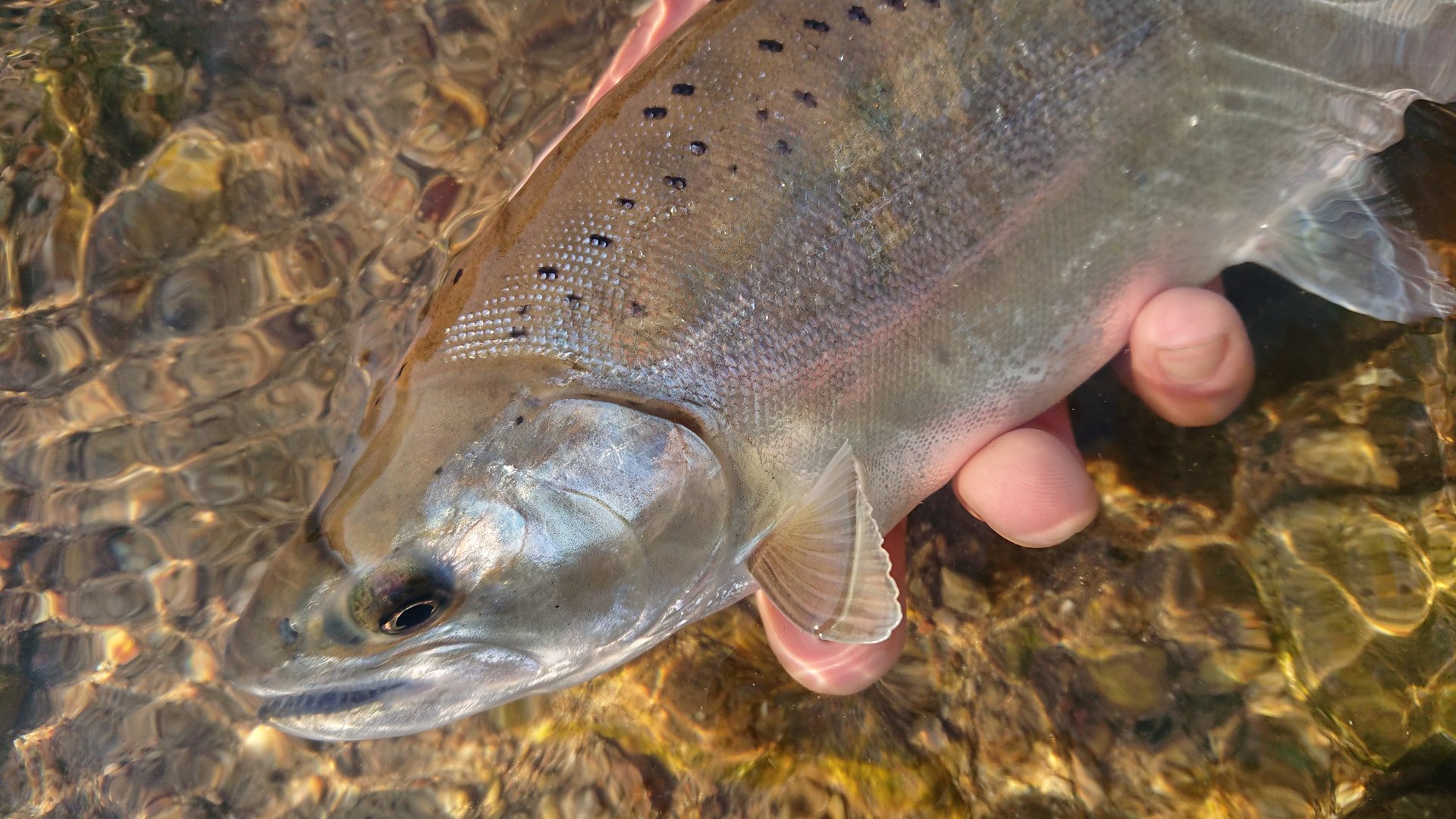 出るか 宮城の渓流 尺ヤマメ 釣り 仙台カヤックフィッシング チーム森羅万象