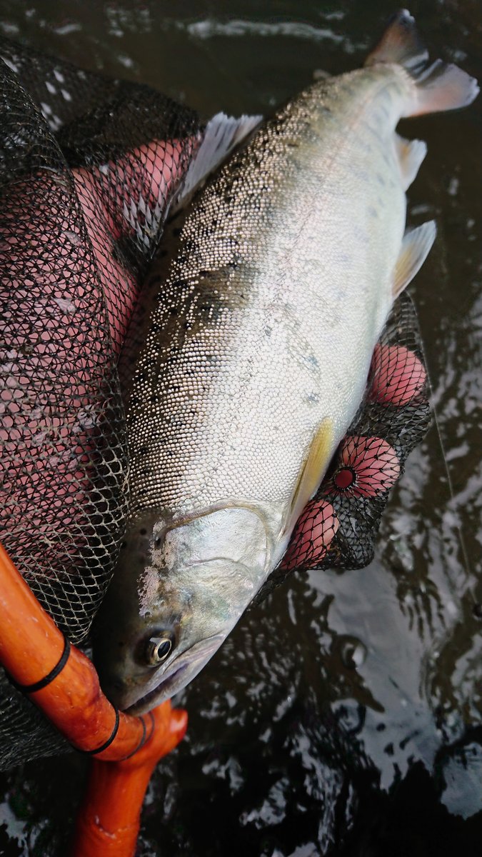 出るか 宮城の渓流 尺ヤマメ 釣り 仙台カヤックフィッシング チーム森羅万象