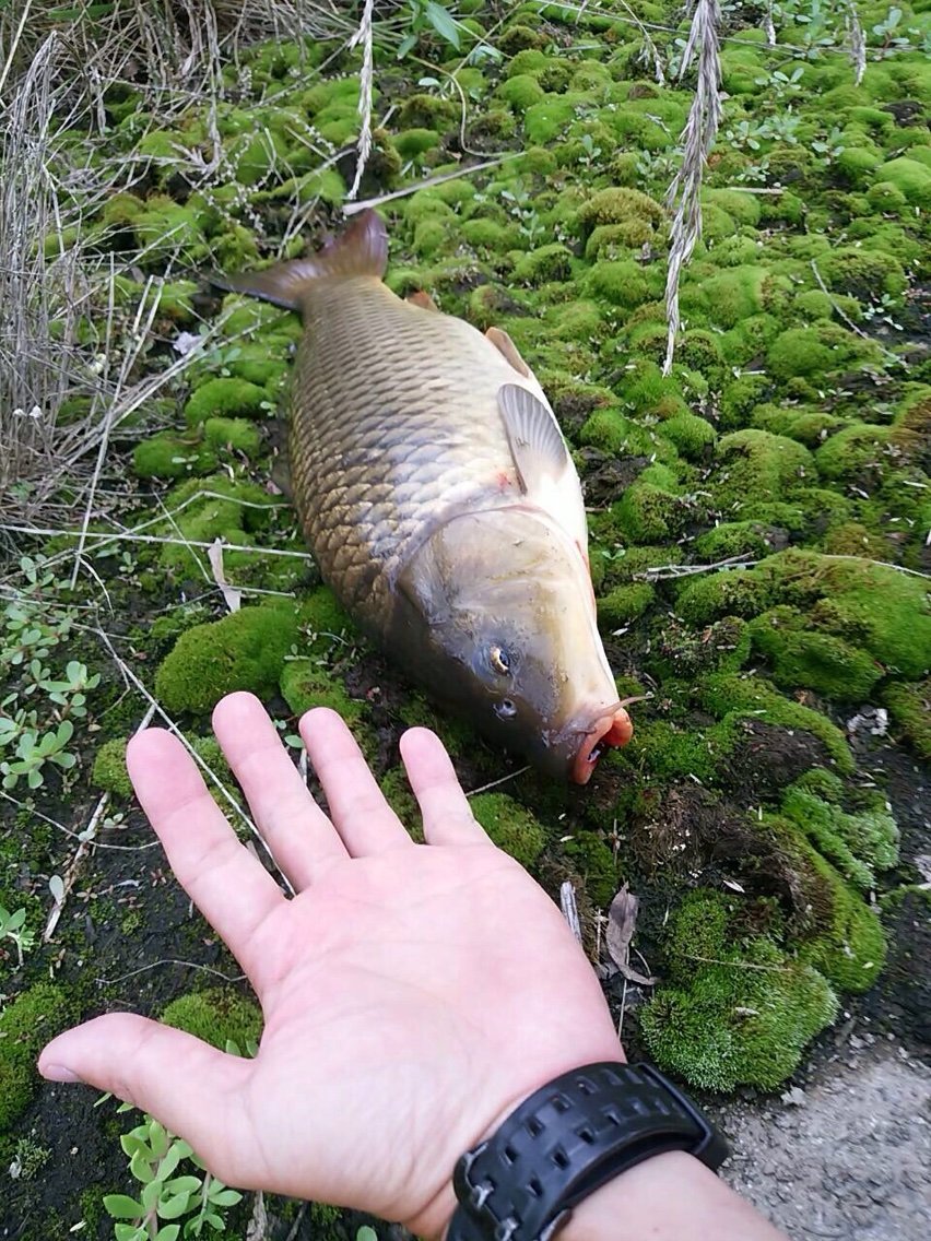 近場の川へ パート2 釣り 仙台カヤックフィッシング チーム森羅万象