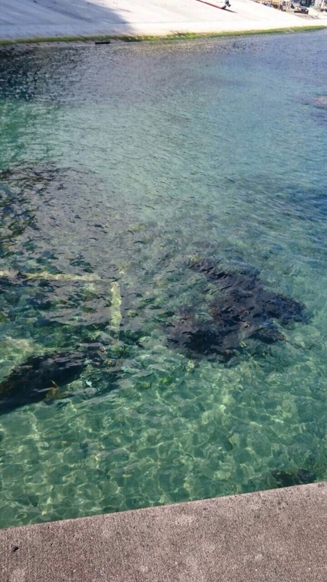 牡鹿半島釣査 陸っぱり編 釣り 仙台カヤックフィッシング チーム森羅万象 牡鹿半島釣査 陸っぱり編 釣り 仙台カヤックフィッシング チーム森羅万象