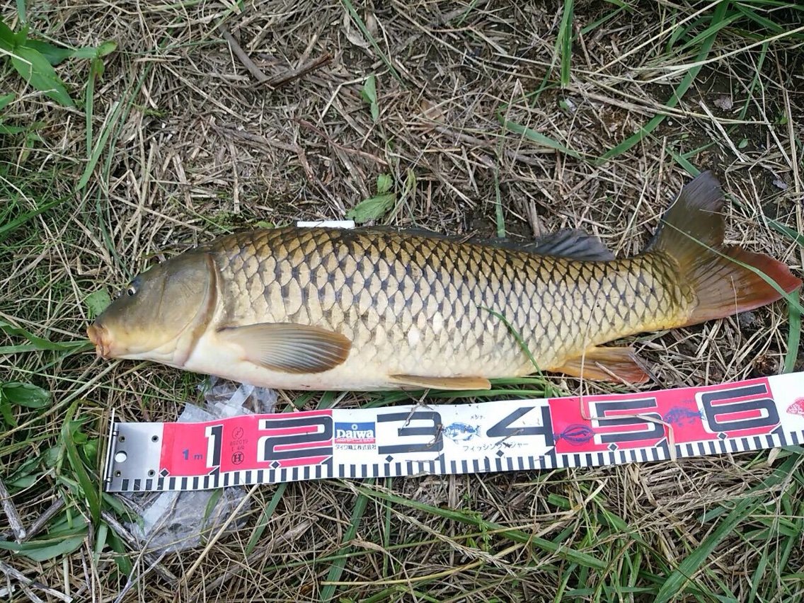 近場の川へ パート2 釣り 仙台カヤックフィッシング チーム森羅万象