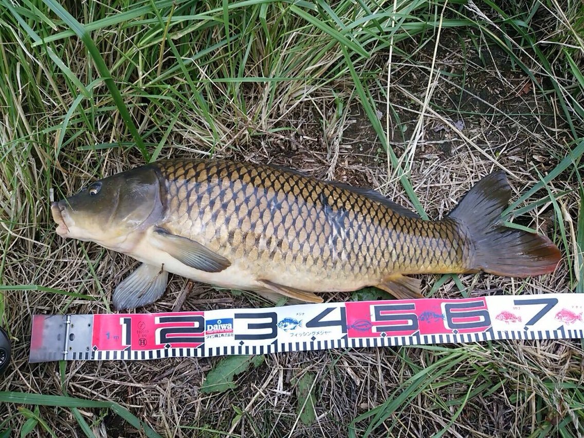 近場の川へ パート2 釣り 仙台カヤックフィッシング チーム森羅万象