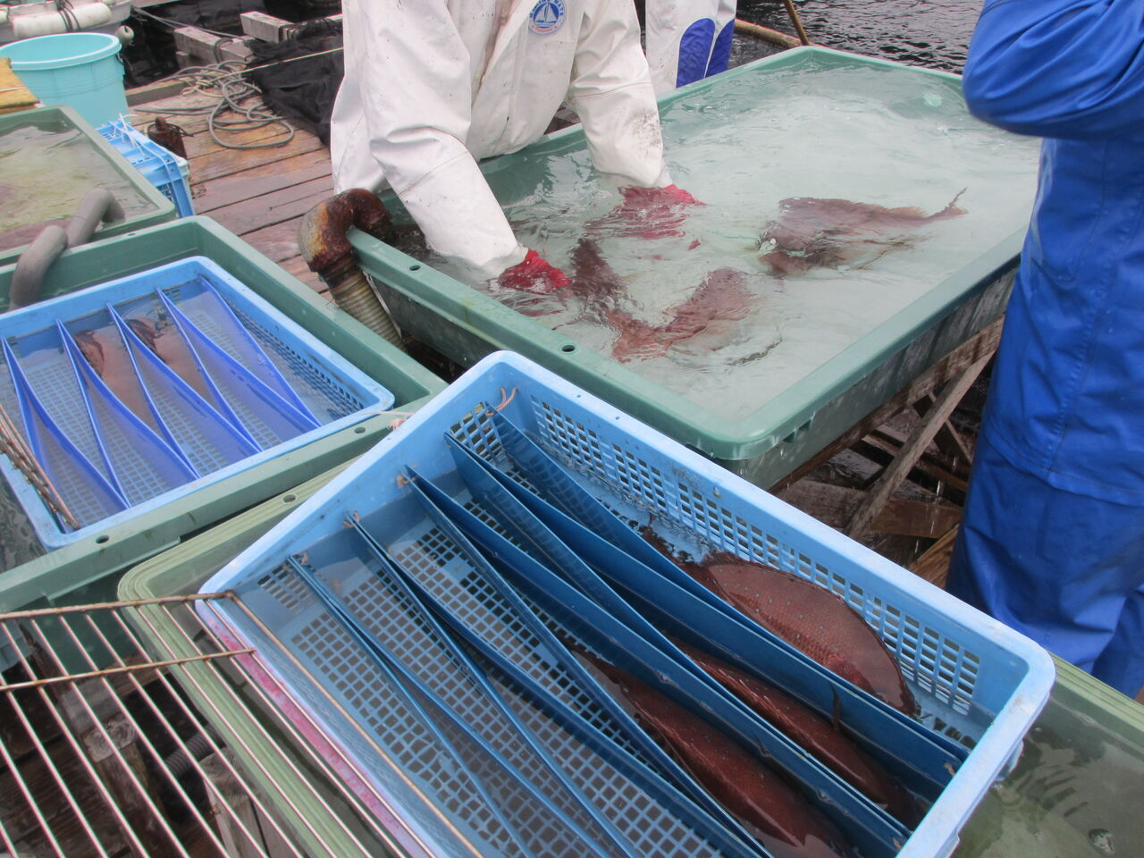 鯛 片上敏喜の 食義