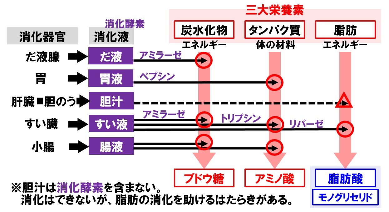 消化と吸収 : 食 健 人