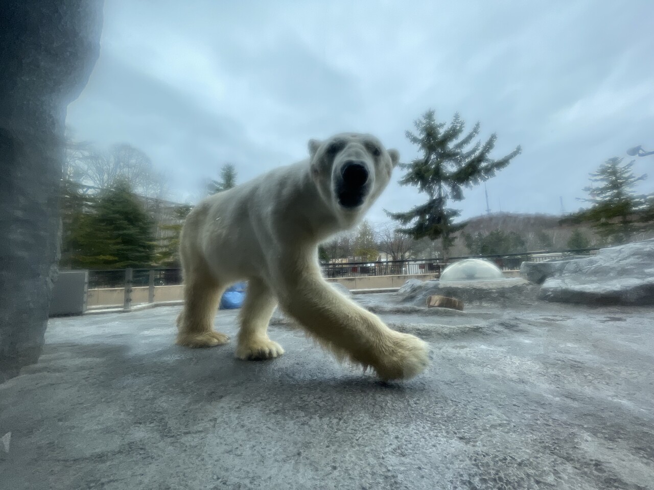 動物園ランチ！旭川醤油ラーメン＠旭山動物園中央食堂（旭川） : 食メモ。～愛知＆旅先B級グルメと飲み記録～