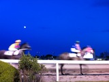 大井競馬場