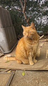江ノ島猫
