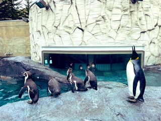 旭山動物園