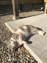 看板猫?
