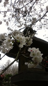 江ノ島桜