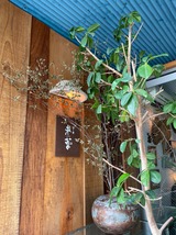 未蕾