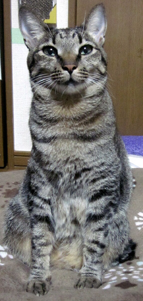 猫ちゃんの膀胱炎再発と戦う 新 しょぺのblog