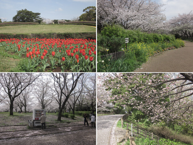 花見 新 しょぺのblog 花見 新 しょぺのblog