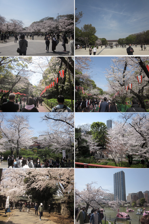 花見 新 しょぺのblog 花見 新 しょぺのblog
